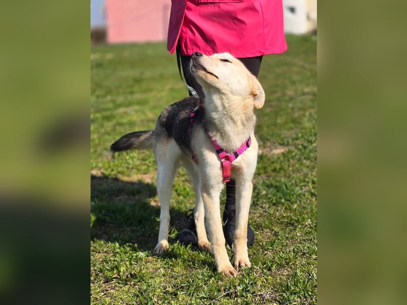 KORAL - liebevolle und aktive Hündin sucht ihr Zuhause