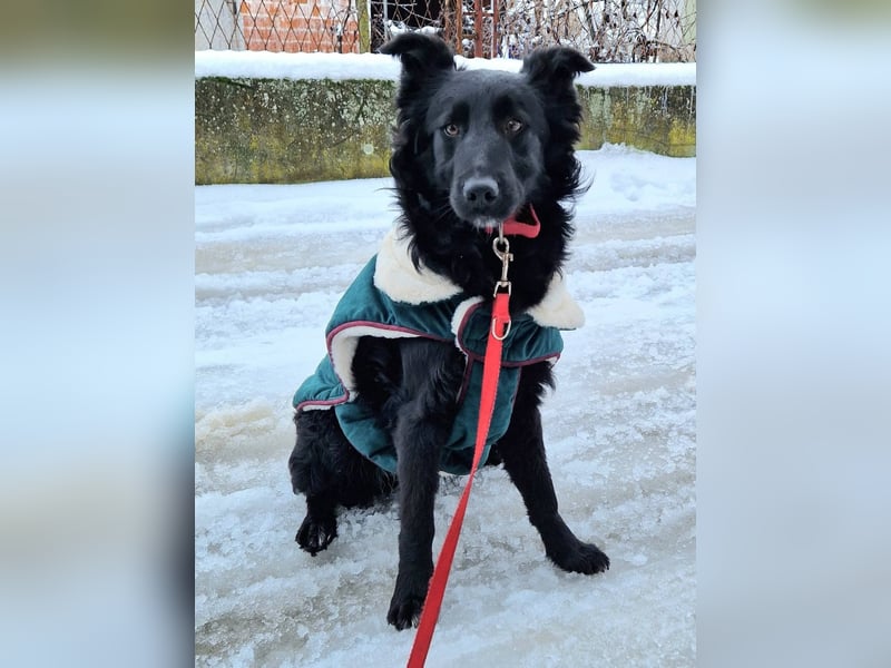 Tom - kluger Junghund möchte Teil einer Familie werden