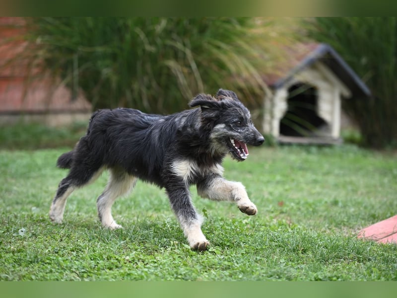 Jeremy sucht ein Zuhause