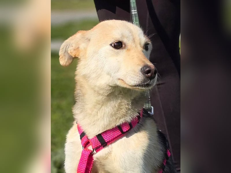 KORAL - liebevolle und aktive Hündin sucht ihr Zuhause