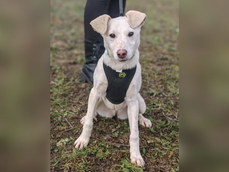 Calliope - junge Hündin sucht dringend ein liebevolles Zuhause