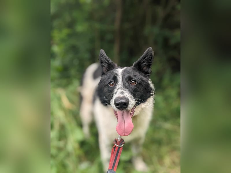 Pluto sucht ein Zuhause