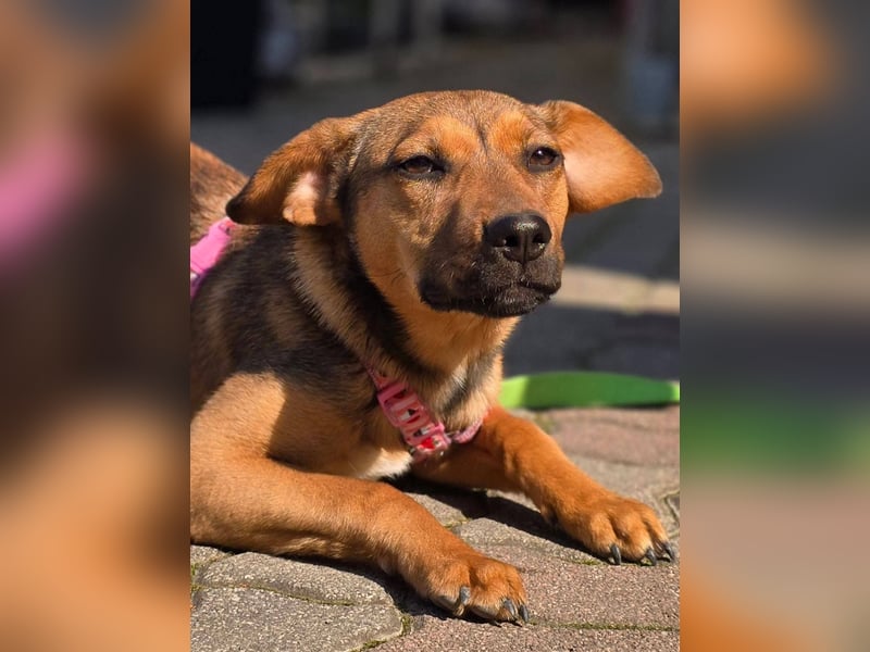 Maila sucht ihr Für-immer-Zuhause