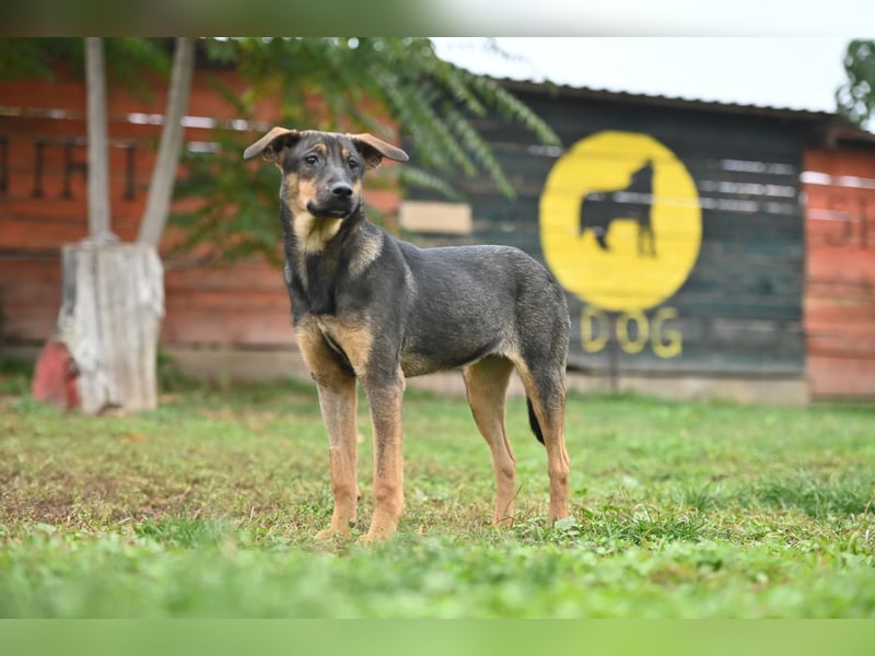 Willow - Zarte Seele sucht ein liebevolles Zuhause