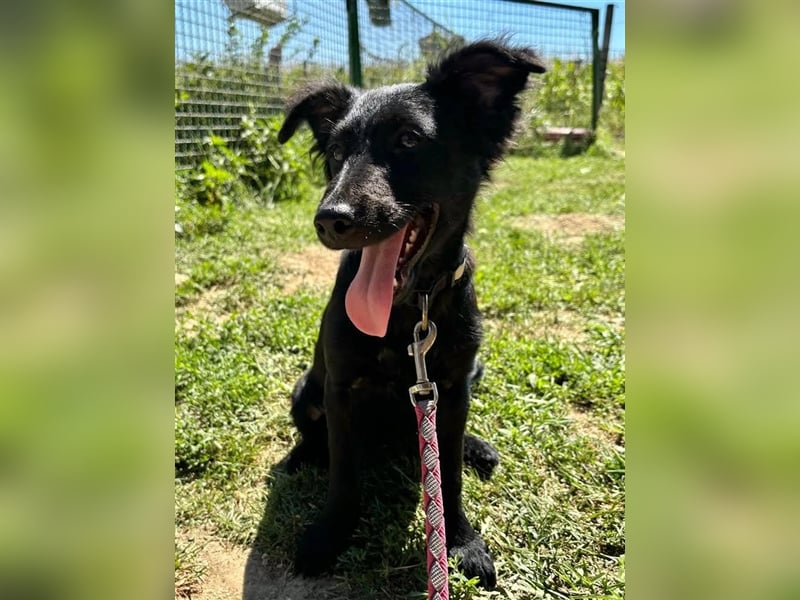 Bailey sucht ein Zuhause