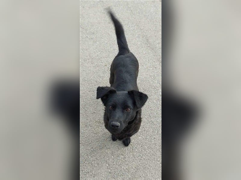 Loki, liebenswertes Hundemädchen sucht ein Zuhause