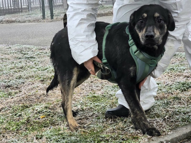 Daris sucht ein Zuhause