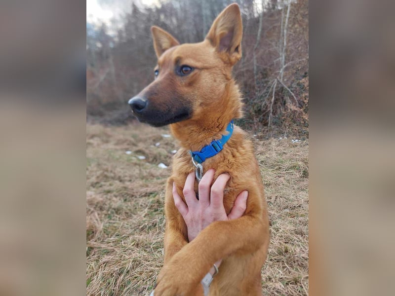 Molly - freundliche und ausgeglichene Mischlingshündin sucht ihr Zuhause