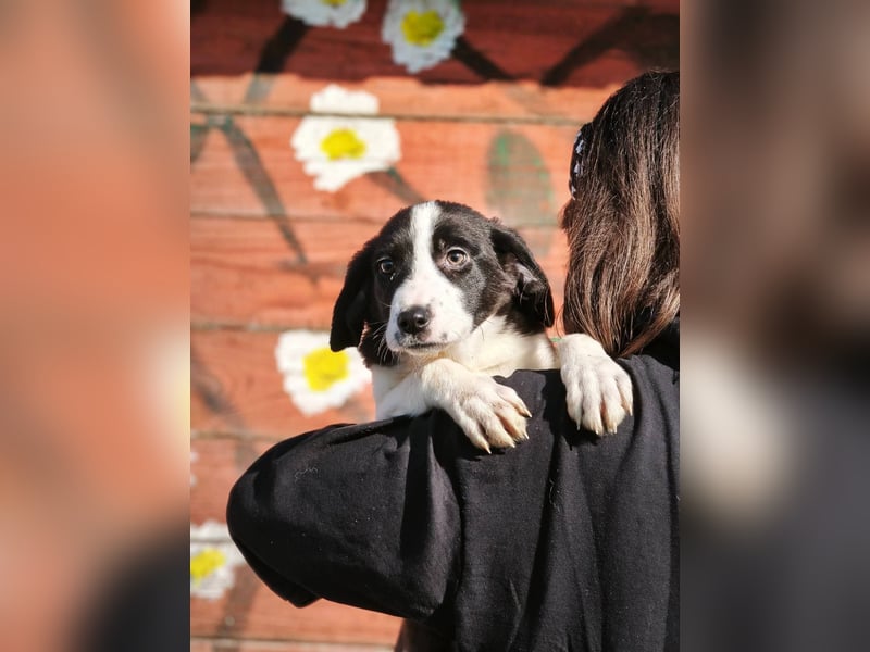 Mimi, kleines Hundemädchen auf der Suche nach seinen Zuhause