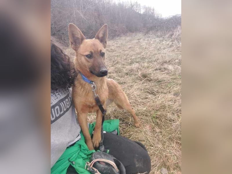 Molly - freundliche und ausgeglichene Mischlingshündin sucht ihr Zuhause