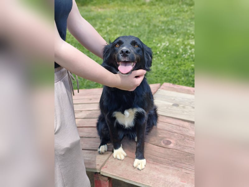 Dottie - Neugierige und freundliche Hündin sucht aktive Familie