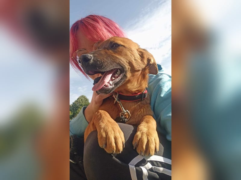 Molly - freundliche und ausgeglichene Mischlingshündin sucht ihr Zuhause