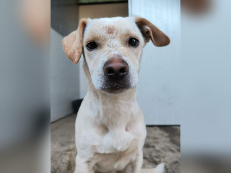 Aramis, charmant und intelligent