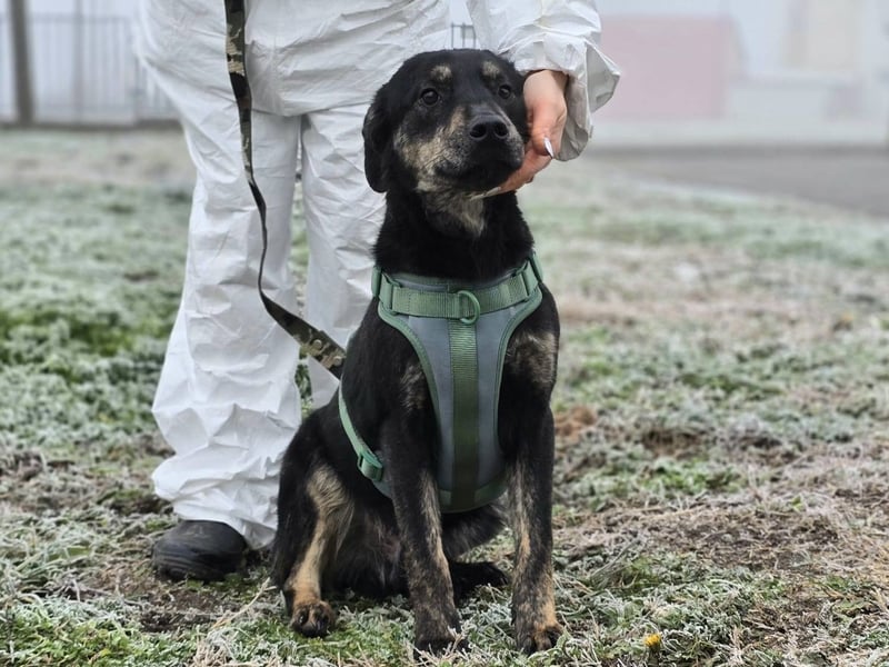 Daris sucht ein Zuhause