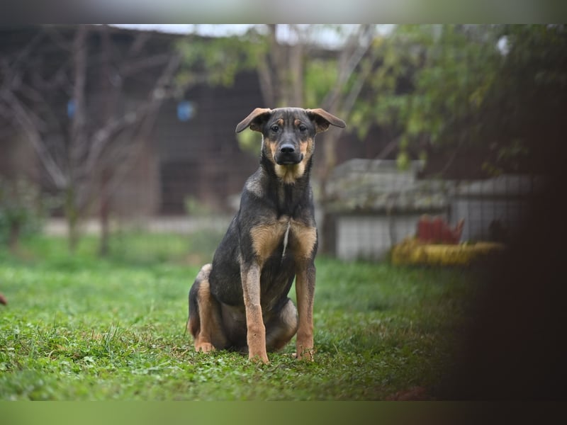 Willow - Zarte Seele sucht ein liebevolles Zuhause