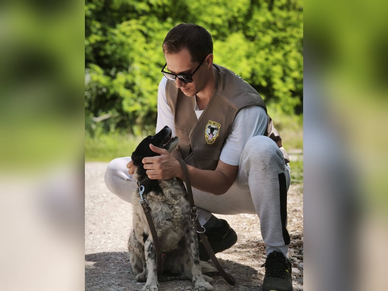Axel, freundlicher Mischlingsrüde sucht ein Zuhause