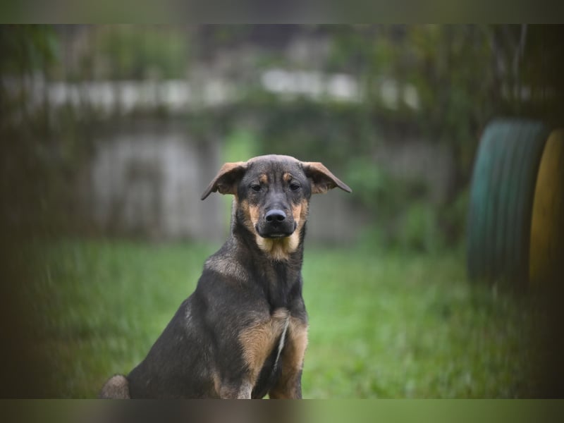 Willow - Zarte Seele sucht ein liebevolles Zuhause