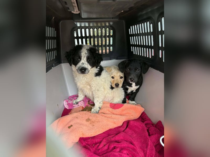 Sanfte Frida sucht ihr Für-immer-Zuhause