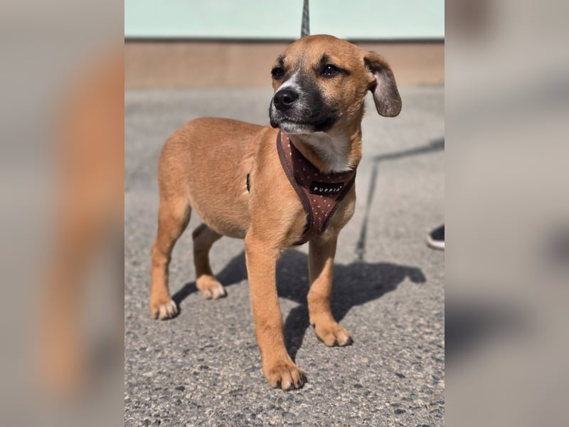 Tila, bildhübsches, verspieltes Hundebaby