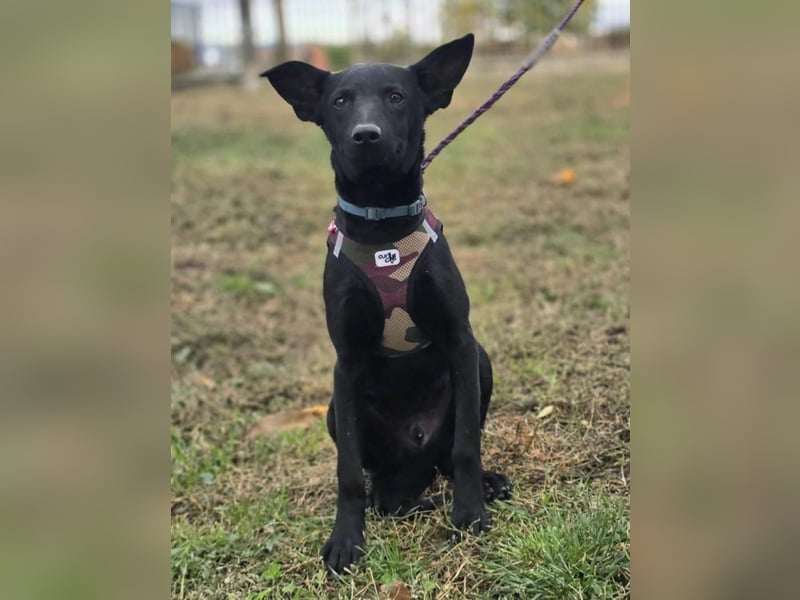 Aaron, aktiver Sonnenschein sucht sein Für-immer-Zuhause