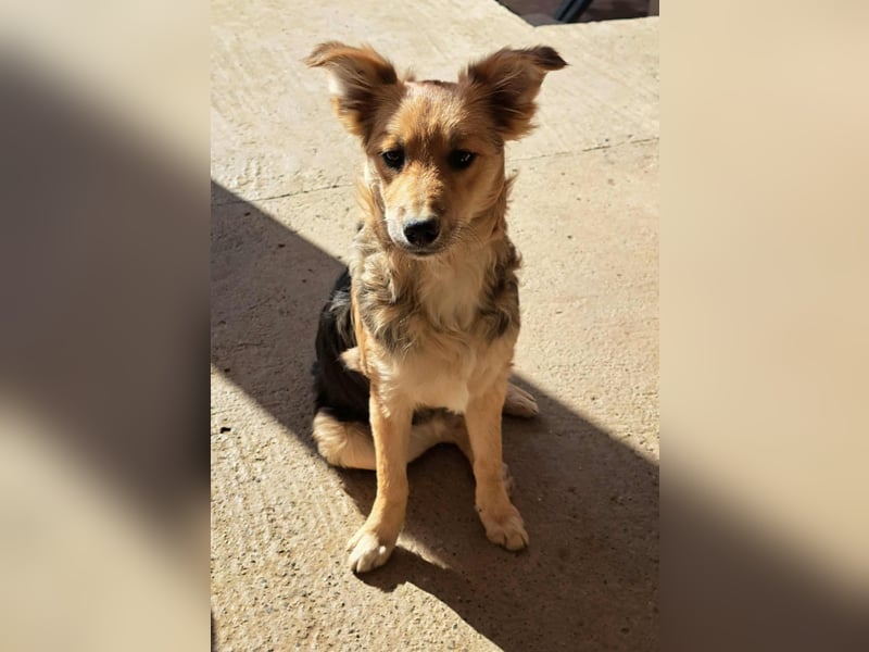 Naya - junge Hündin sucht ein dauerhaftes Zuhause