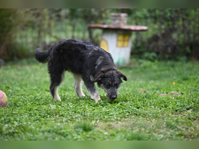 Jeremy sucht ein Zuhause