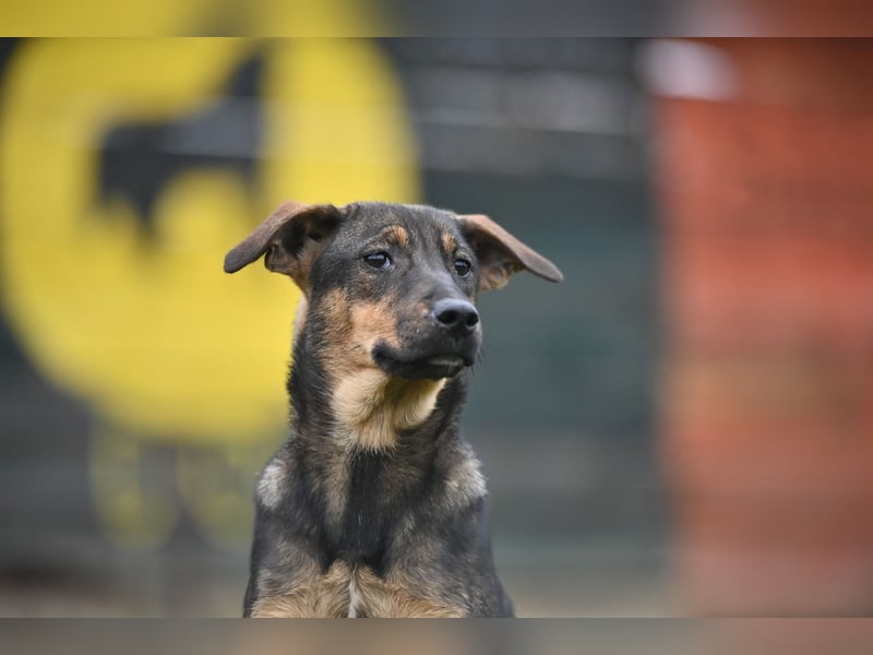 Willow - Zarte Seele sucht ein liebevolles Zuhause