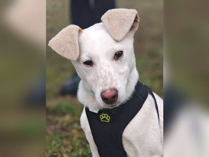 Calliope - junge Hündin sucht dringend ein liebevolles Zuhause