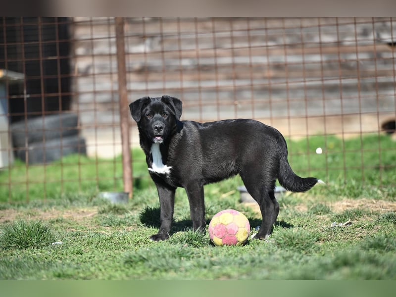 Scooby - fröhlicher kleiner Herzensbrecher sucht sein Zuhause
