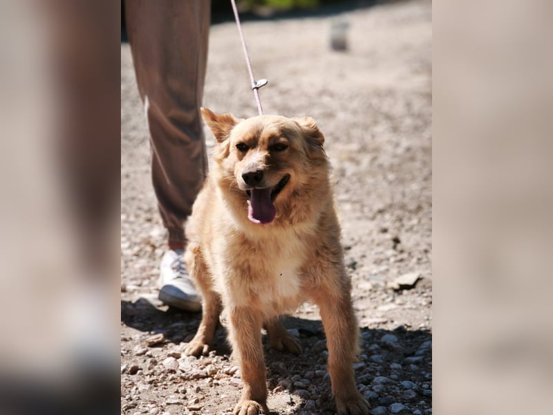 Ozzu - ein Sonnenschein auf vier Pfoten sucht sein Für-immer-Zuhause