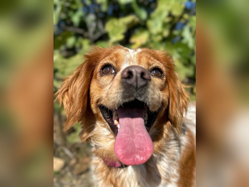 Eli - Ein Herz aus Gold im Kuschelpelz Eli - Ein Herz aus Gold im Kuschelpelz