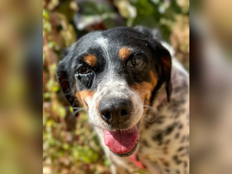 Notfell Amapola - unglücklich im Refugio Notfell Amapola - unglücklich im Refugio