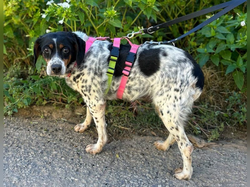 Notfell Amapola - unglücklich im Refugio Notfell Amapola - unglücklich im Refugio