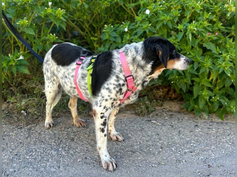 Notfell Amapola - unglücklich im Refugio Notfell Amapola - unglücklich im Refugio
