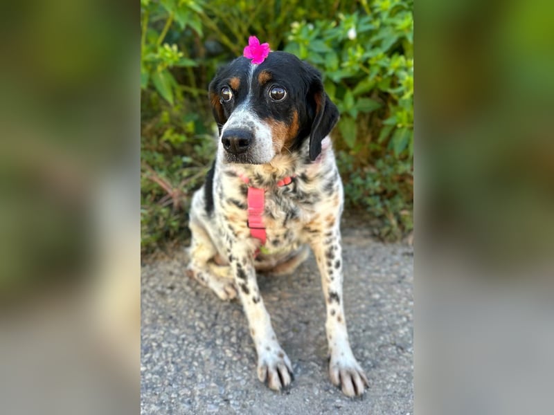 Notfell Amapola - unglücklich im Refugio Notfell Amapola - unglücklich im Refugio