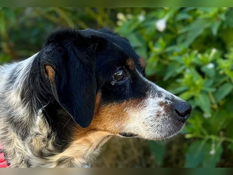 Notfell Amapola - unglücklich im Refugio Notfell Amapola - unglücklich im Refugio