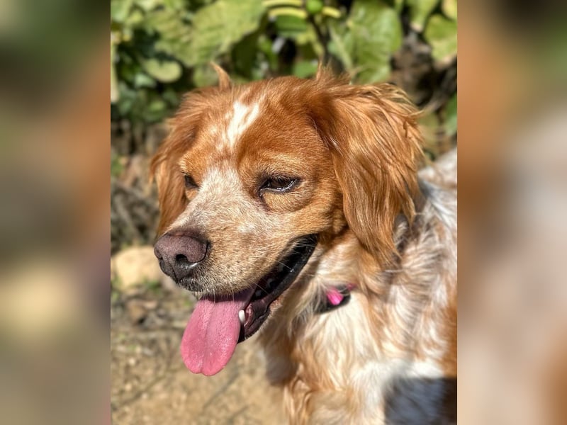 Eli - Ein Herz aus Gold im Kuschelpelz Eli - Ein Herz aus Gold im Kuschelpelz