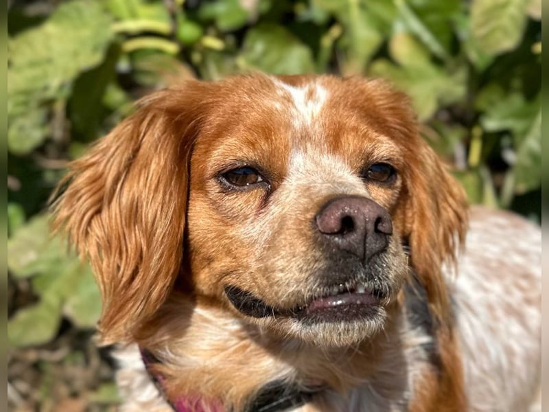 Eli - Ein Herz aus Gold im Kuschelpelz Eli - Ein Herz aus Gold im Kuschelpelz