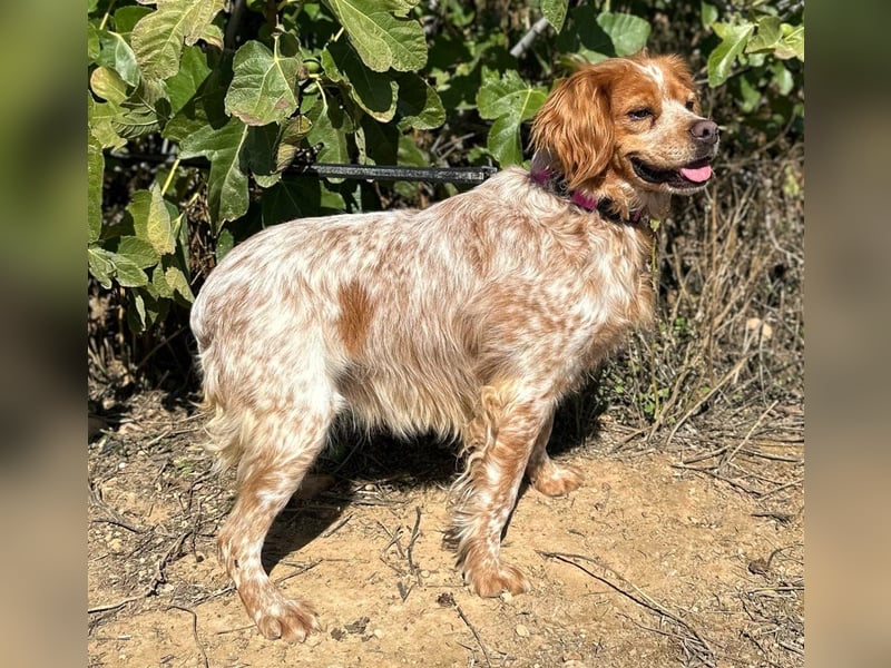 Eli - Ein Herz aus Gold im Kuschelpelz Eli - Ein Herz aus Gold im Kuschelpelz
