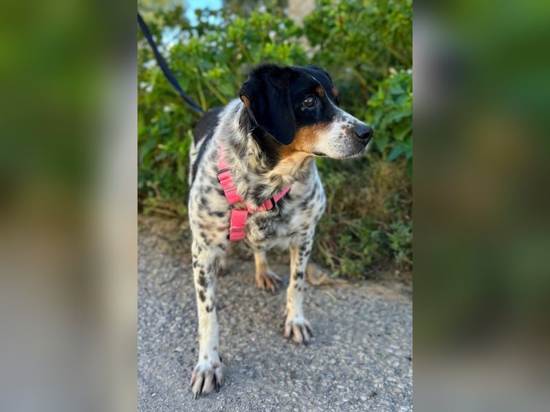 Notfell Amapola - unglücklich im Refugio Notfell Amapola - unglücklich im Refugio