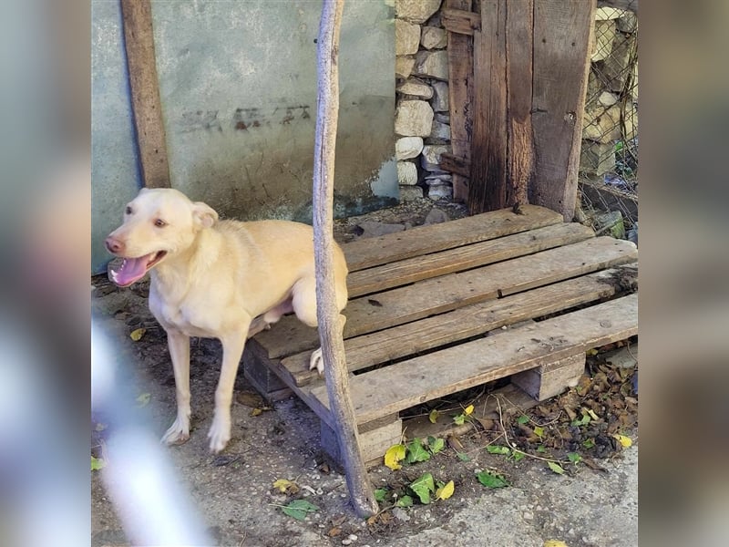 ZAFAR ❤ wartet in 52441 Linnich-Gereonsweiler auf DICH