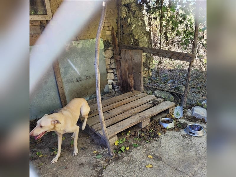 ZAFAR ❤ wartet in 52441 Linnich-Gereonsweiler auf DICH