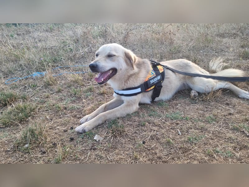 Sanfte Ayla wartet in Mangalia