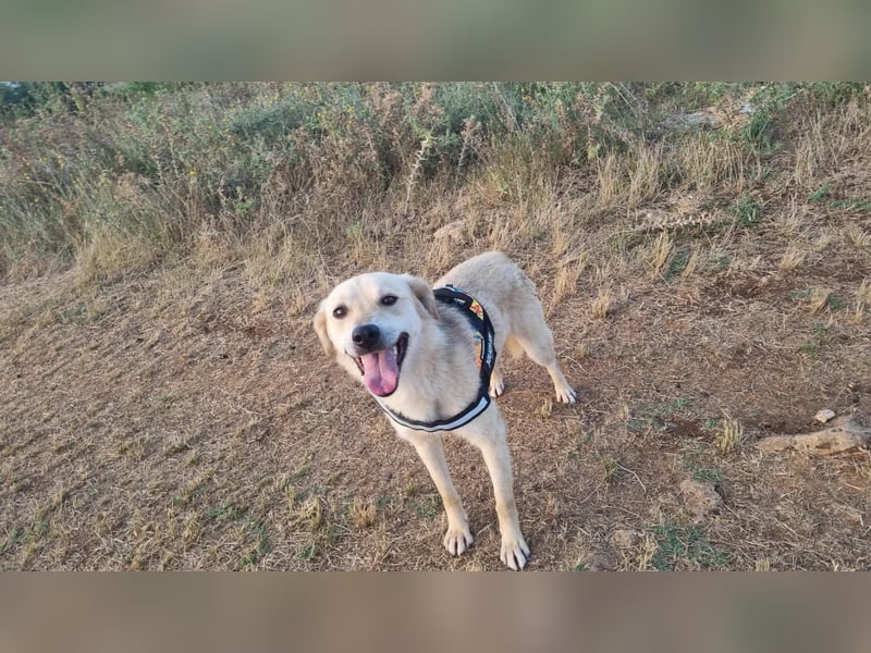 Sanfte Ayla wartet in Mangalia