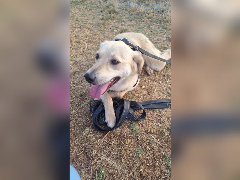Sanfte Ayla wartet in Mangalia