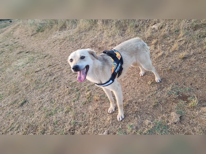 Sanfte Ayla wartet in Mangalia