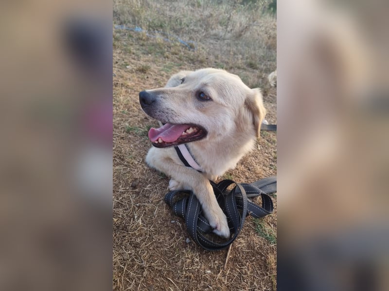 Sanfte Ayla wartet in Mangalia