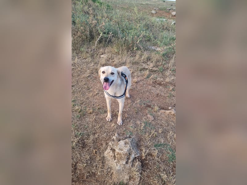 Sanfte Ayla wartet in Mangalia