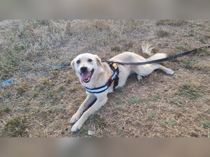Sanfte Ayla wartet in Mangalia