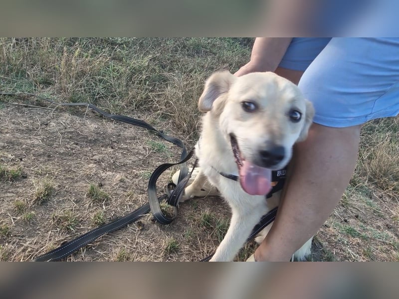 Sanfte Ayla wartet in Mangalia